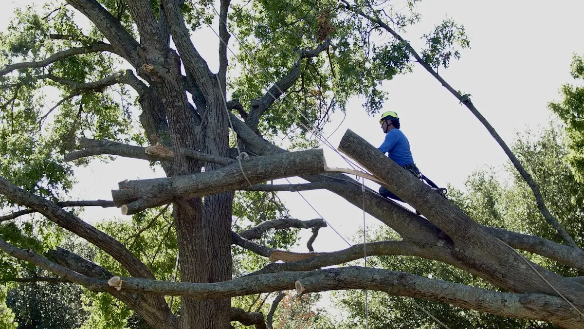 Professional Crown Thinning performed by certified arborists in Baytown